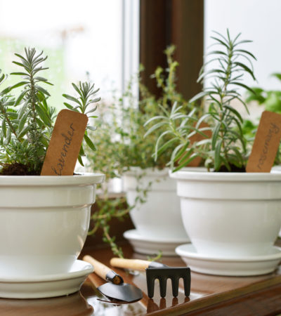 Herbs With Benefits - 10 Superherbs You Should Eat More Of