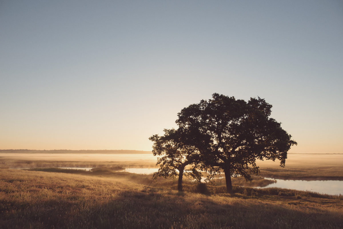 An Escape In Nature at Elmley Nature Reserve