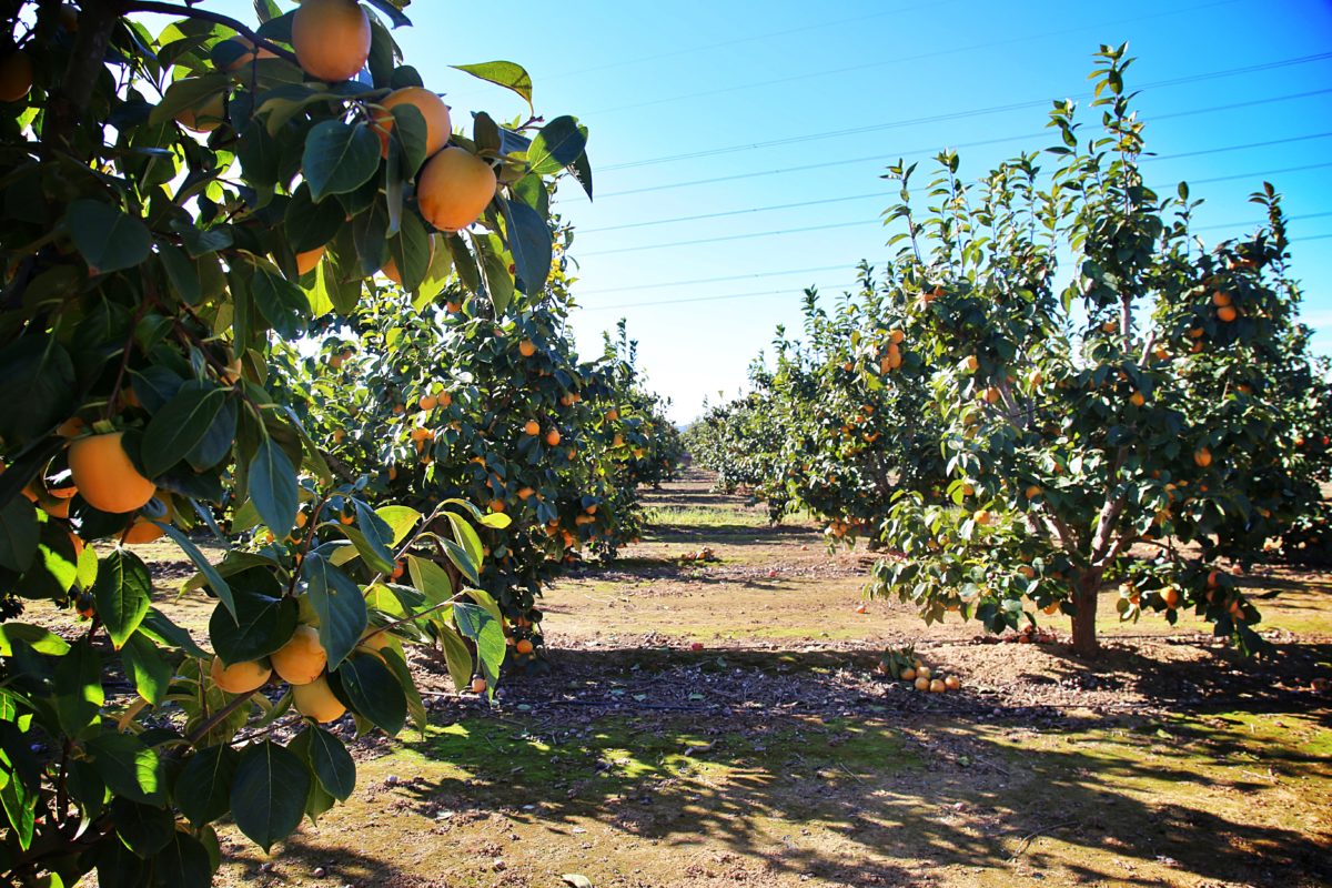 Move Over Summer Fruits…Persimons® Are In Season & They’re Delicious!