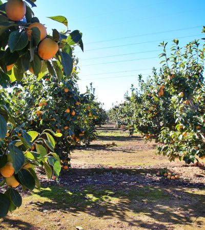 Move Over Summer Fruits…Persimons® Are In Season & They’re Delicious!