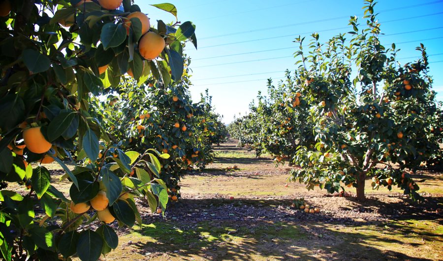 Move Over Summer Fruits…Persimons® Are In Season & They’re Delicious!