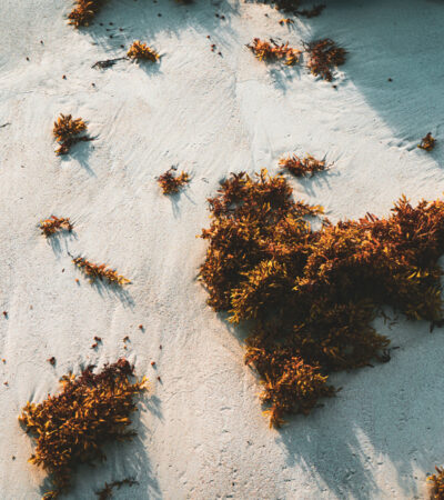 5 Reasons Why Nutritionists Hail Seaweed As A Must-Have Beauty Food