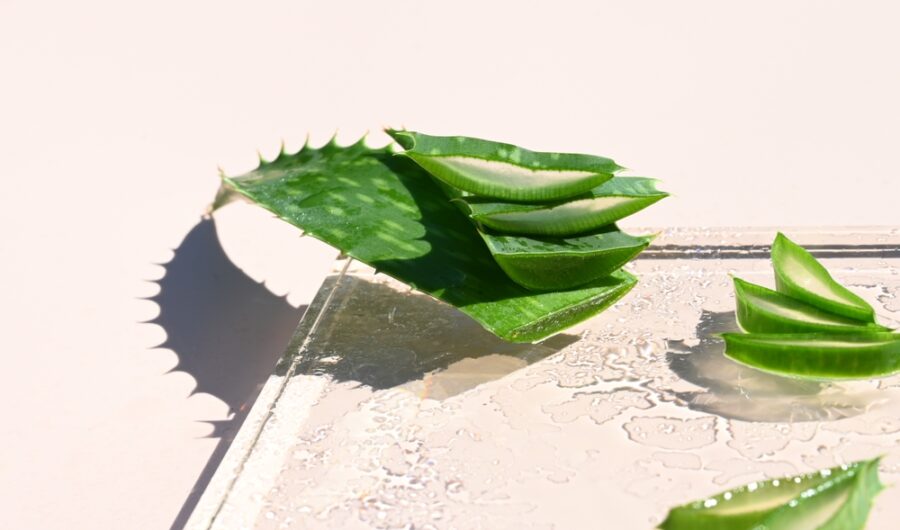 Why Aloe Is The Skincare Ingredient Of The Moment