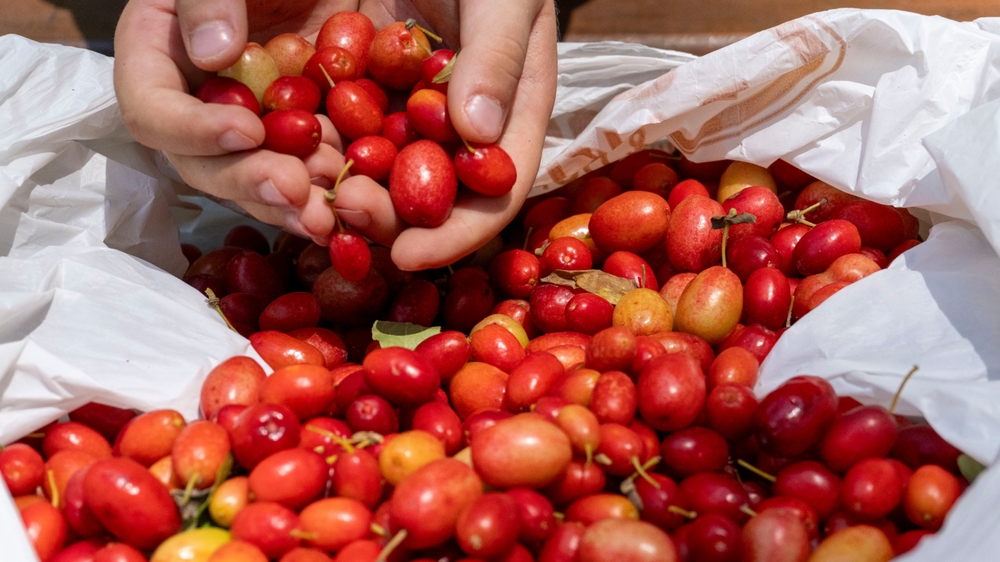 Is This The Superfood of 2025?