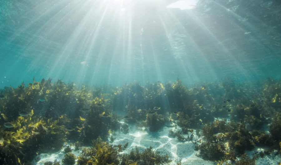 Marine Magic: How To Harness The Ocean's Nutritional Goldmine