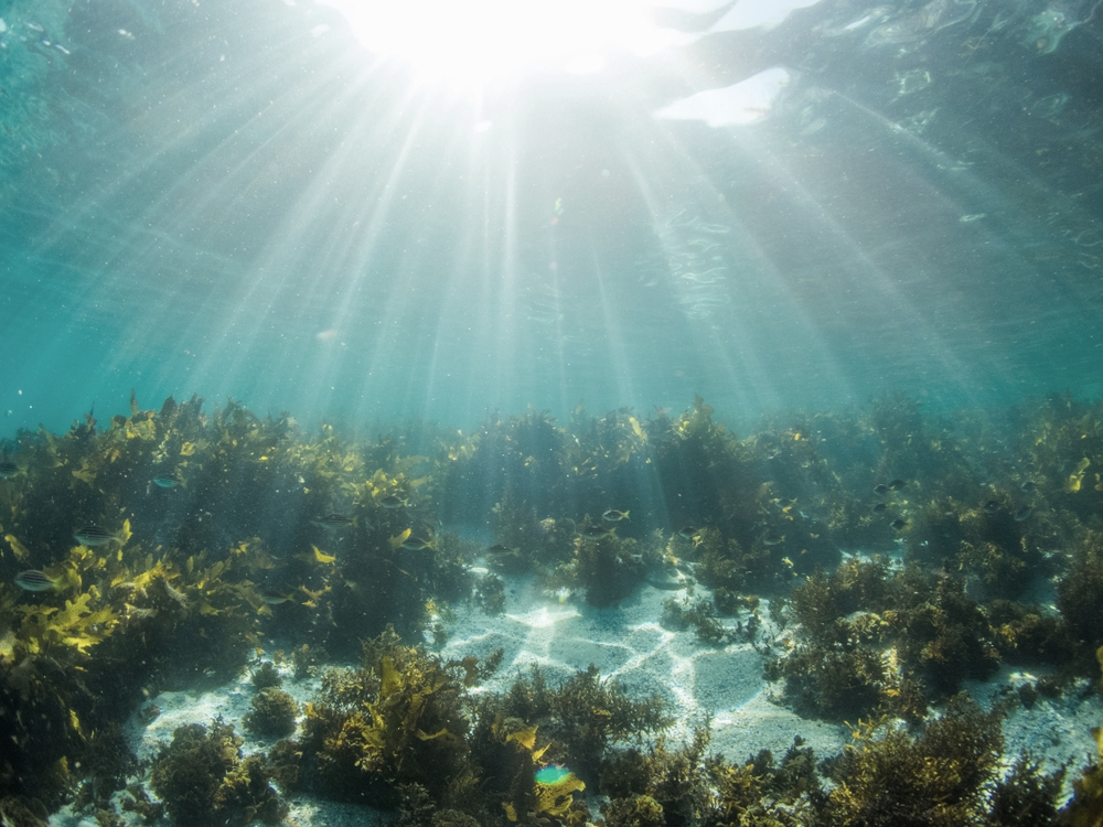 Marine Magic: How To Harness The Ocean's Nutritional Goldmine